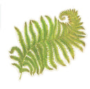Placemats, Fern (Set of 12)