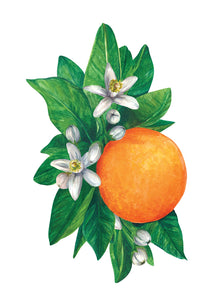 Place cards, Orange Blossom (Set of 12)